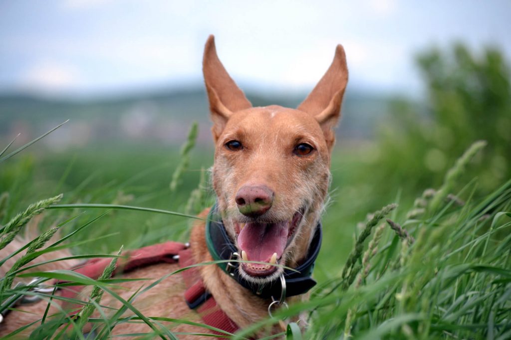 Der 1. Hund Podenco Alonso