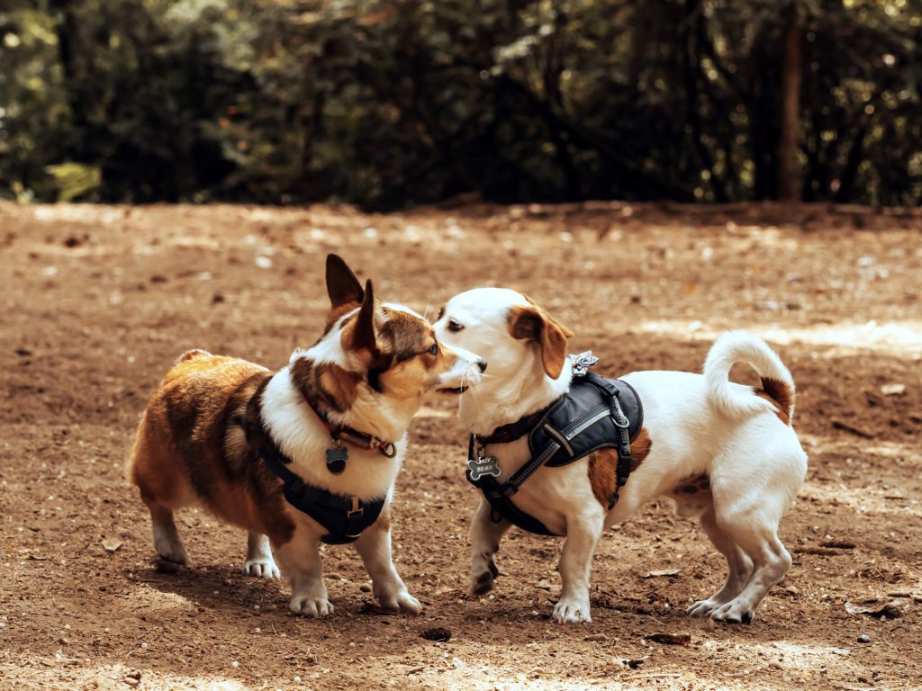 krisengebiet-hundezone-wie-der-besuch-zum-positiven-erlebnis-wird-titel