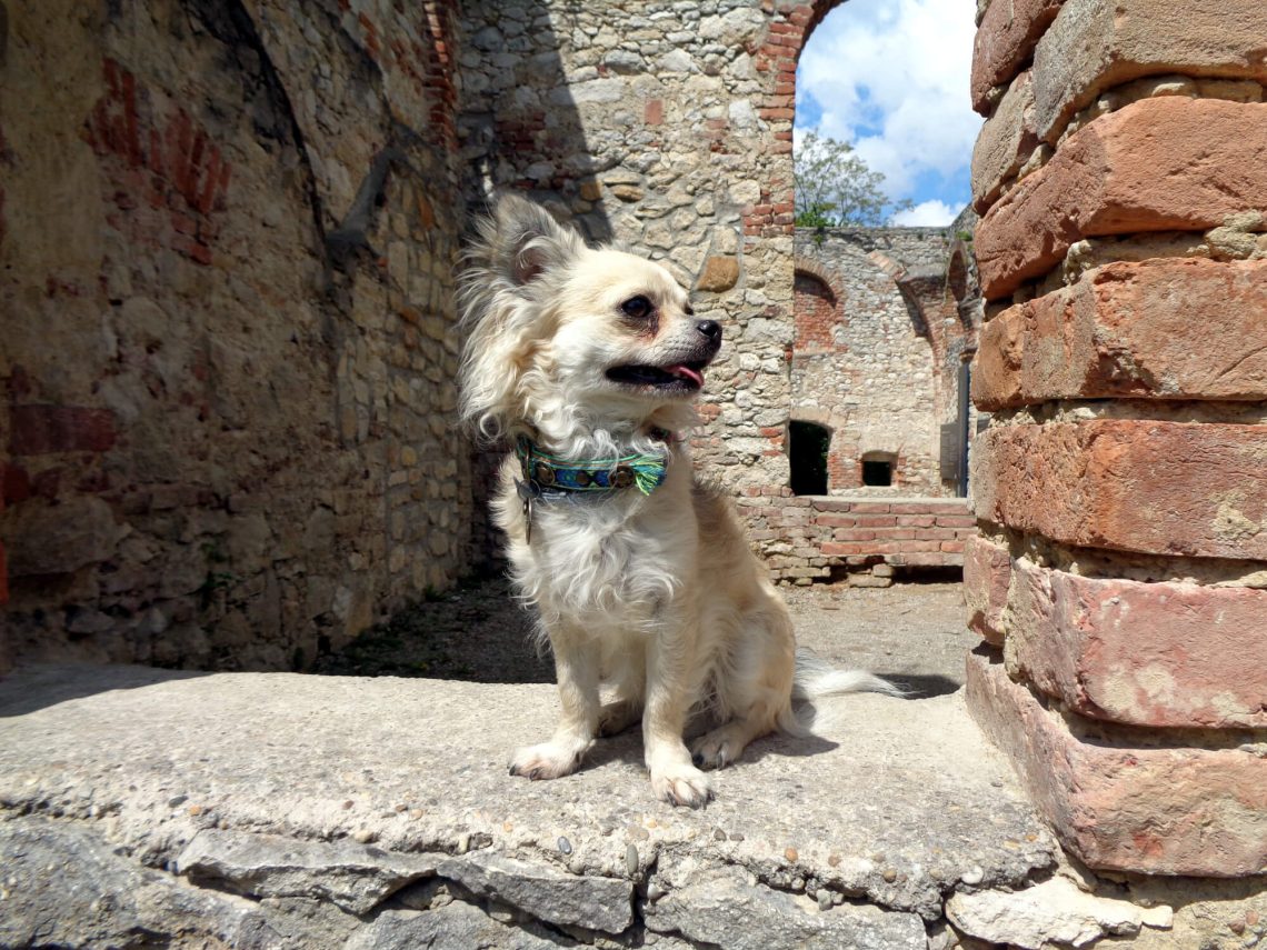 Leopoldskapelle in der Mannersdorfer Wüste mit Hund