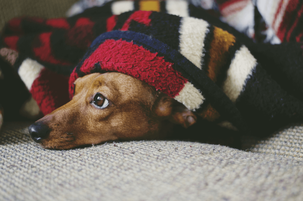 Hund hat Angst zu Silvester