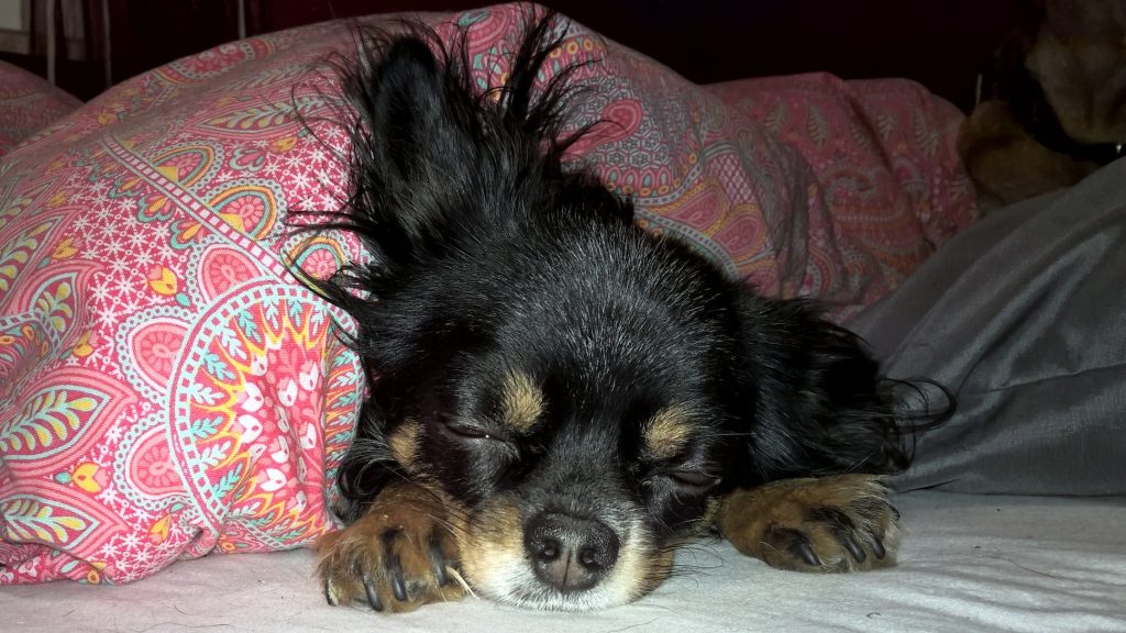 Hund im Bett