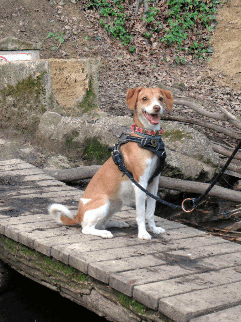 Hunde an die Leine