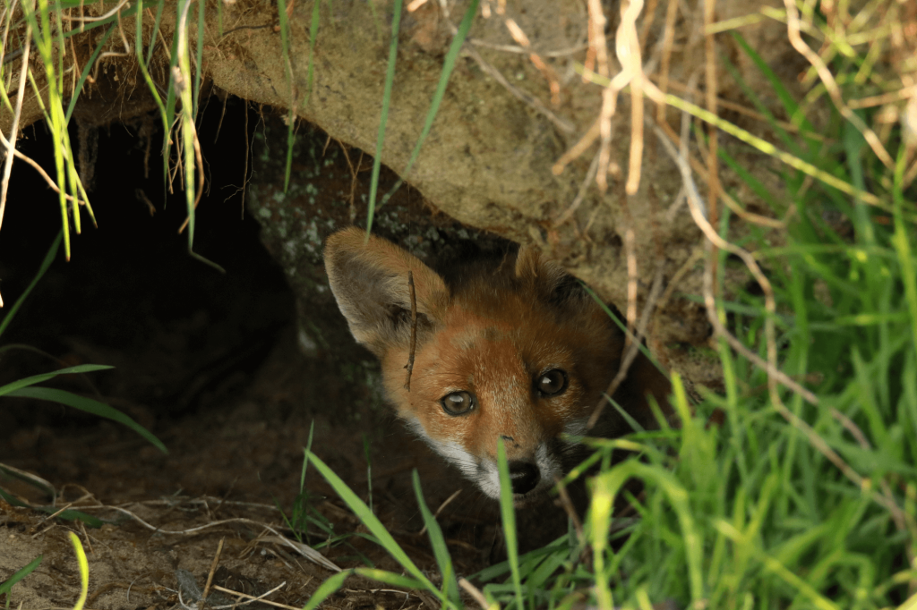 Fuchsbau
