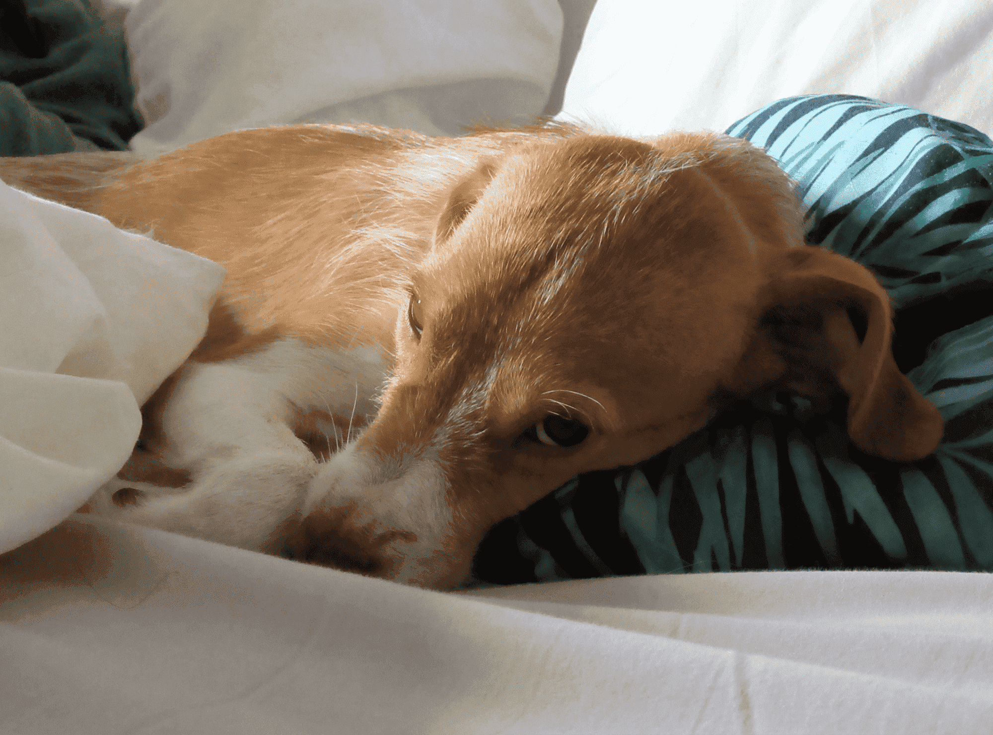 Gift für Hunde - Alphachloralose lauert in der Nachbarschaft - dogtail